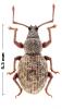 Otiorhynchus duinensis